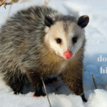 do possums hibernate