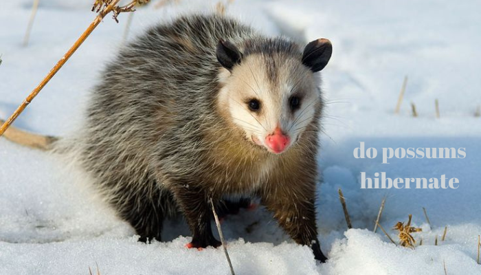 do possums hibernate