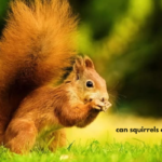 can squirrels eat pistachios