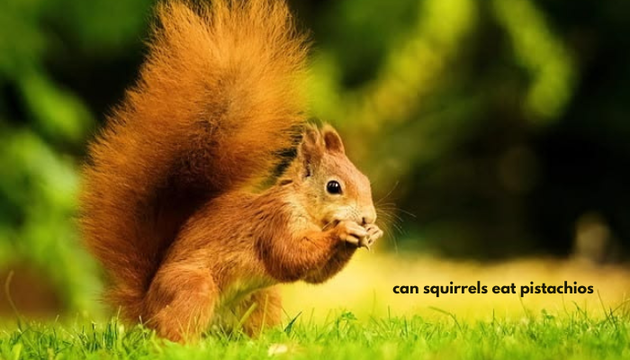 can squirrels eat pistachios